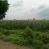 Paddy fields - Tuticorin